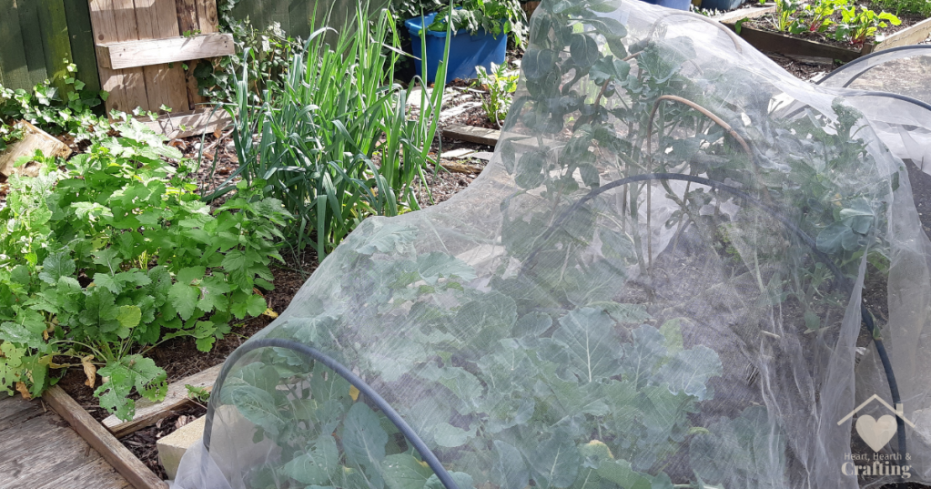 Vegetable Garden Bed 5 & 6