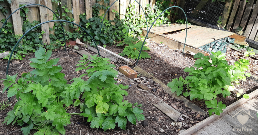 Vegetable Garden Bed 7 & 8