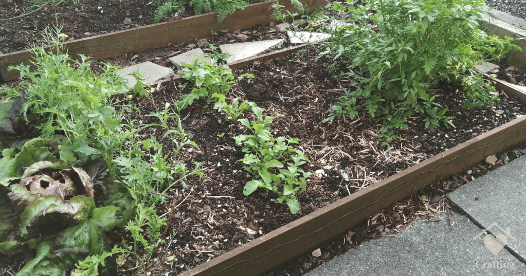 Vegetable Garden Bed 1