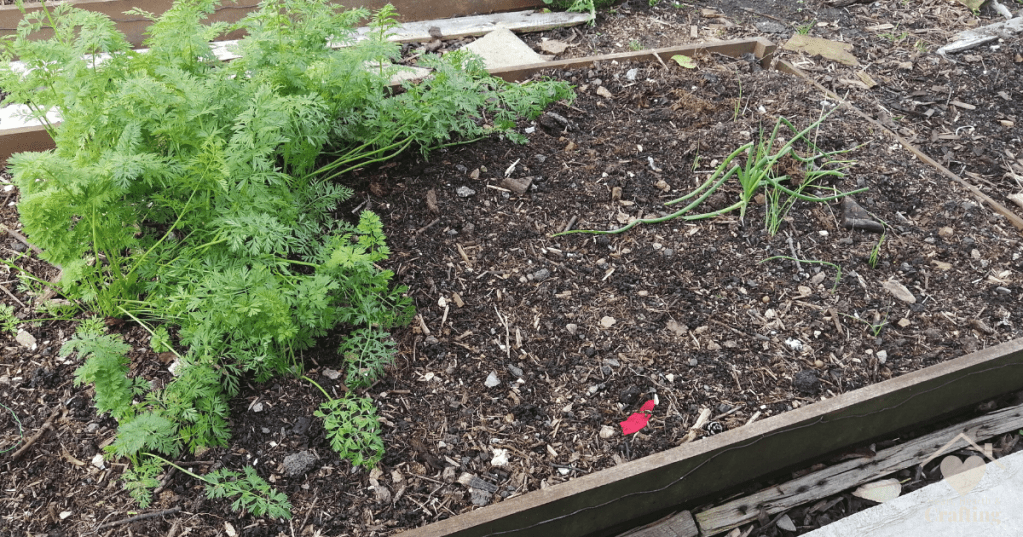 Vegetable Garden Bed 2