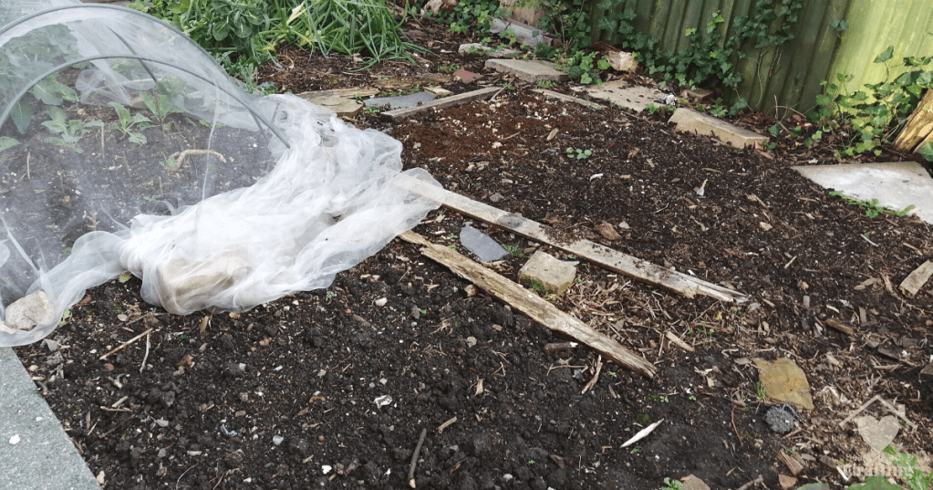 Vegetable Garden Bed 3 & 4