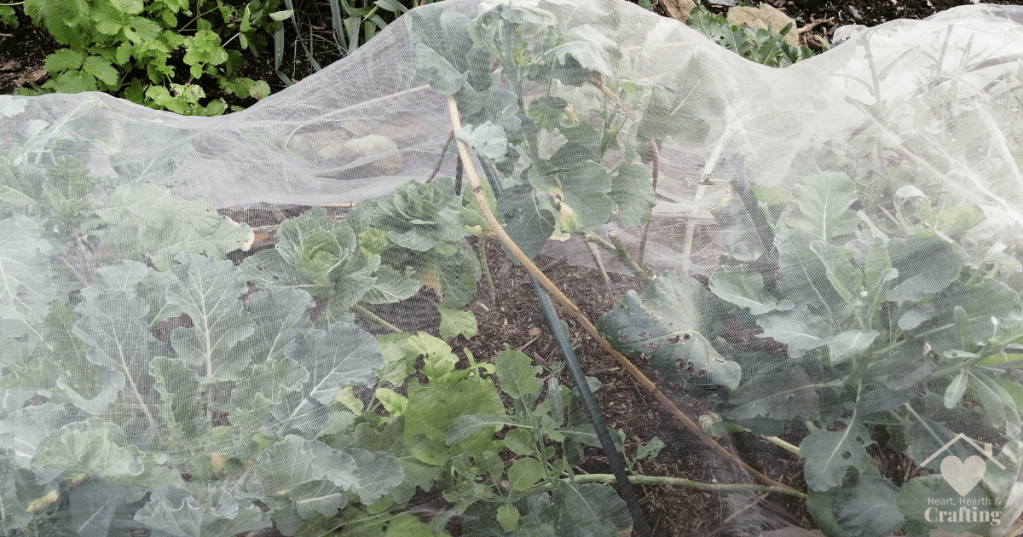 Vegetable Garden Bed 5