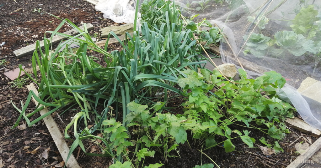 Vegetable Garden Bed 6