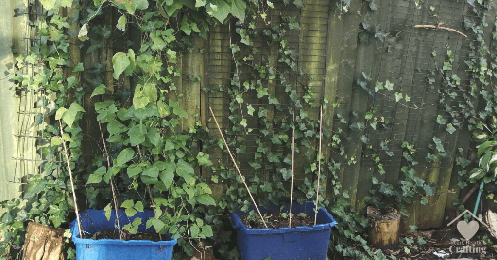 Vegetable Garden Bed Legumes