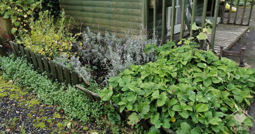 Fruit Patch