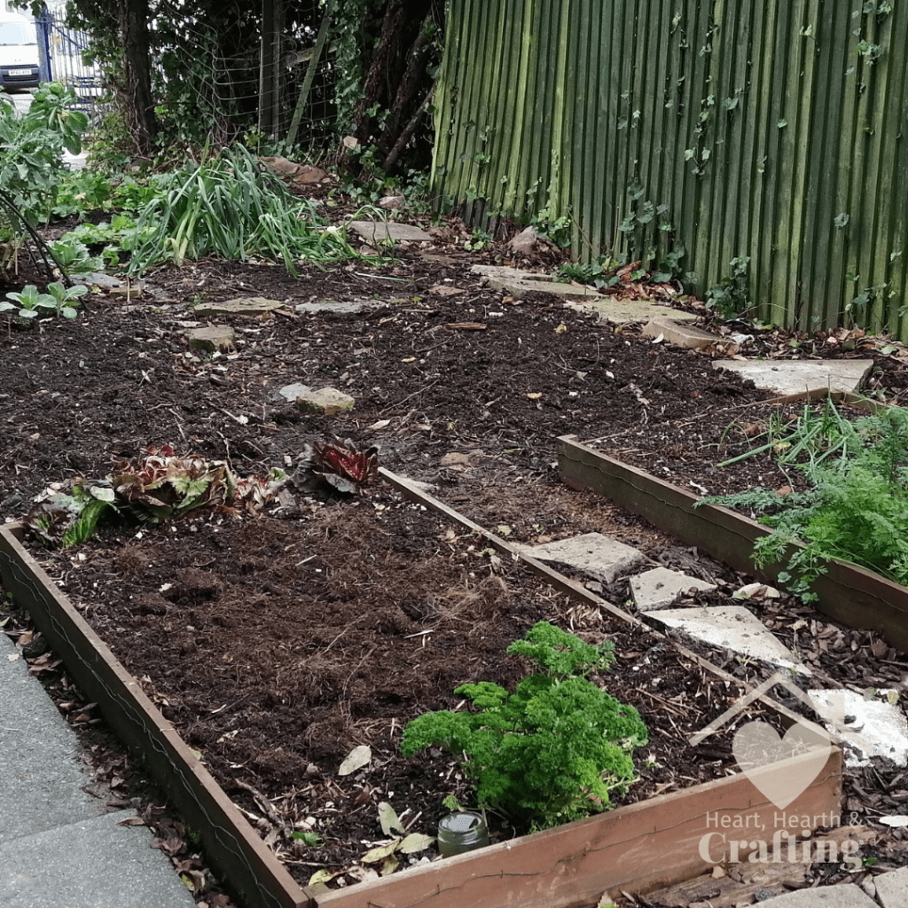 Vegetable Garden Update – November 2021