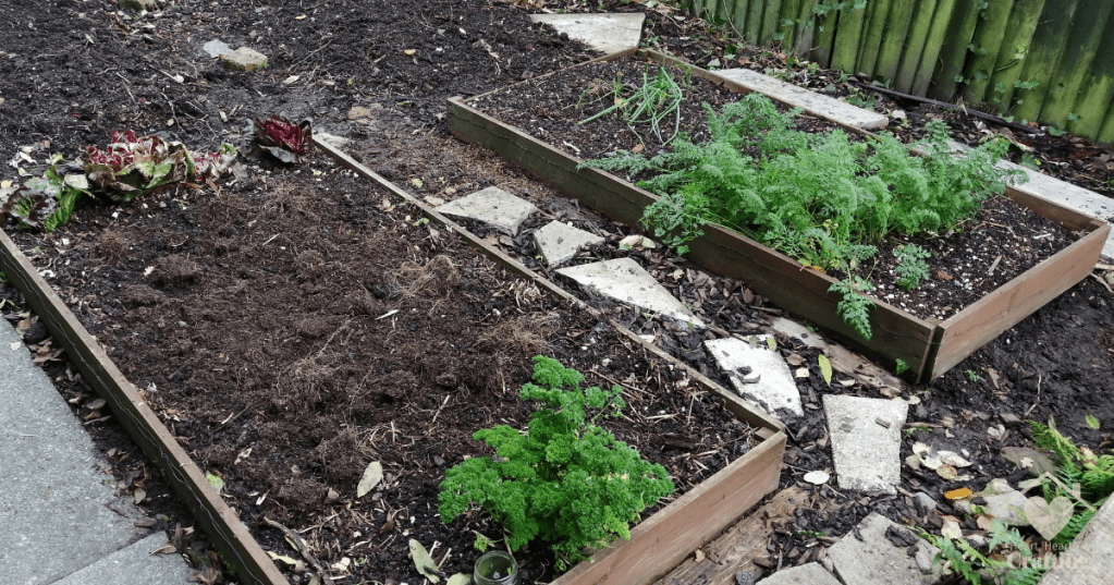 Vegetable Garden Beds 1 & 2