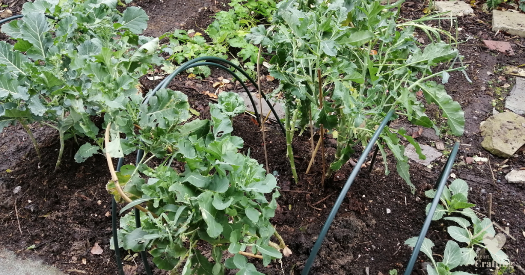 Vegetable Garden Bed 5