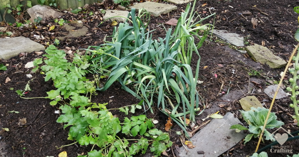 Vegetable Garden Bed 6