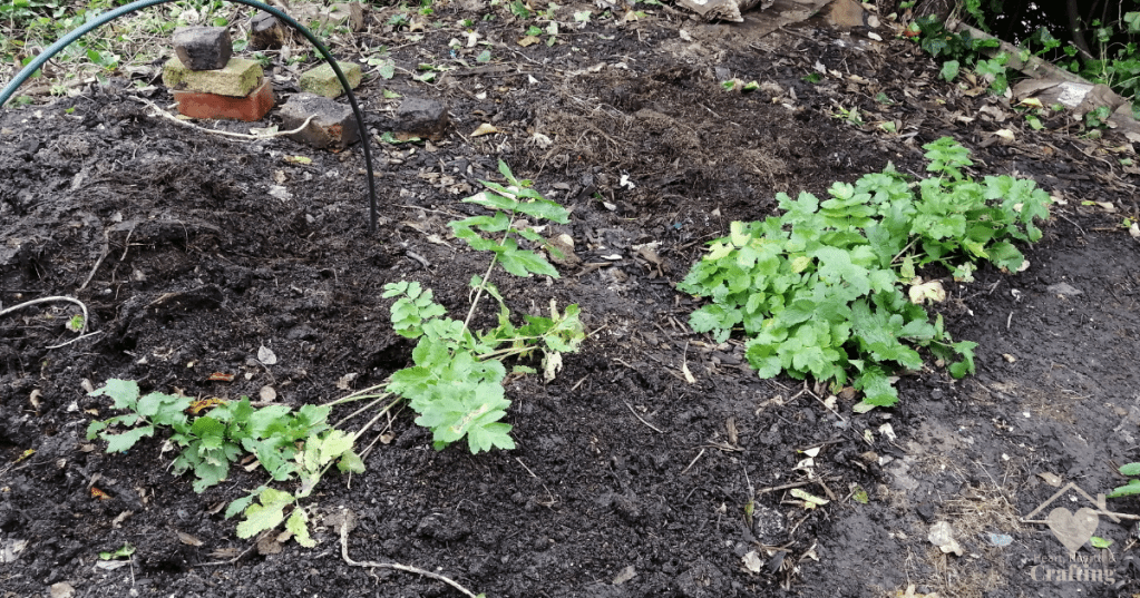 Vegetable Garden Beds 7 & 8