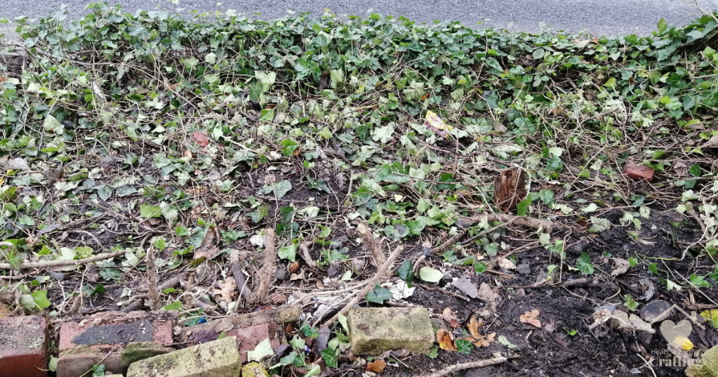 Ivy Clearing