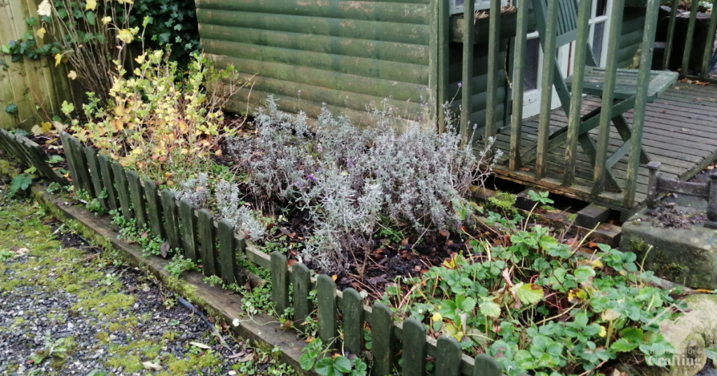 Fruit Patch