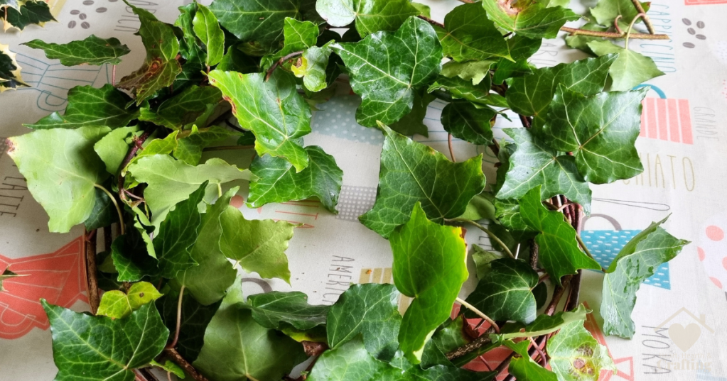 How to Make a Holly and Ivy Wreath