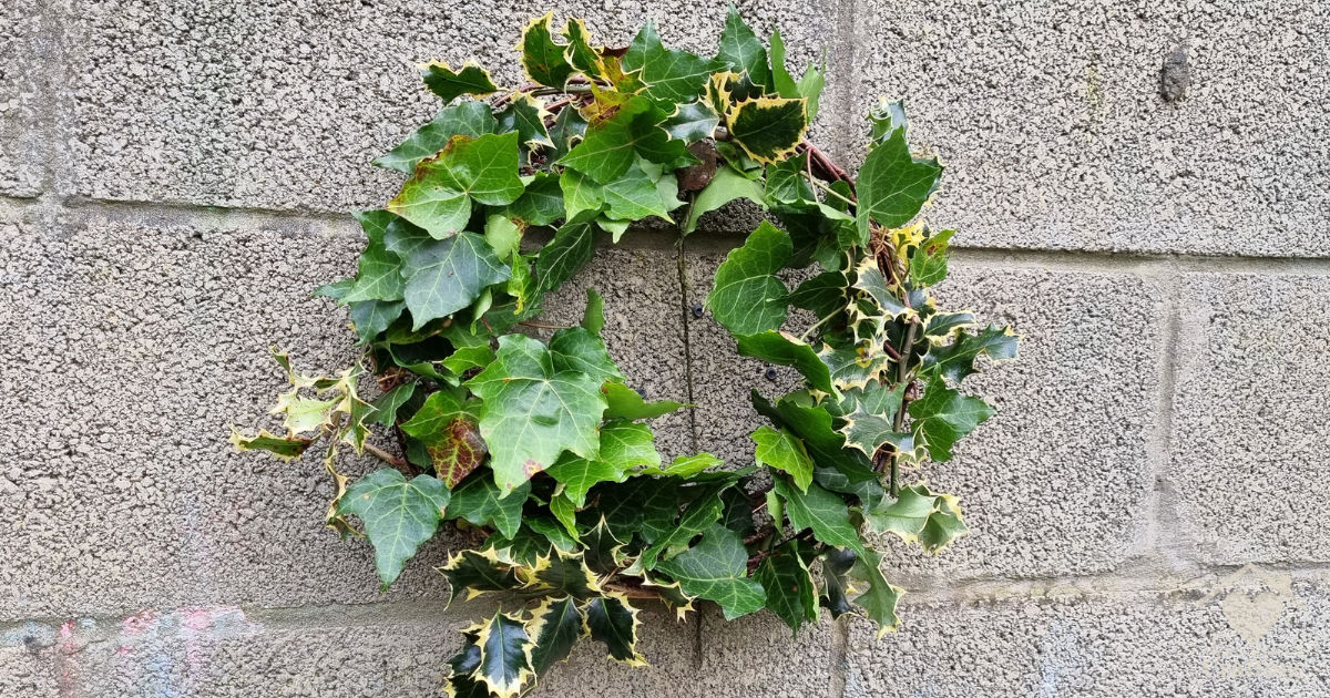 How to Make a Holly and Ivy Wreath [DIY Craft for Christmas]