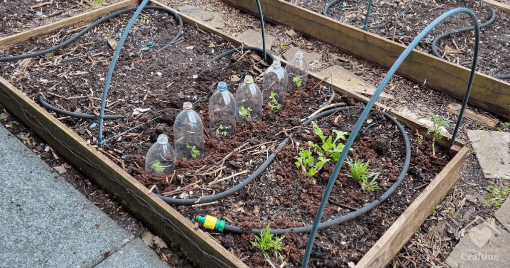 Vegetable Garden Update – March 2024