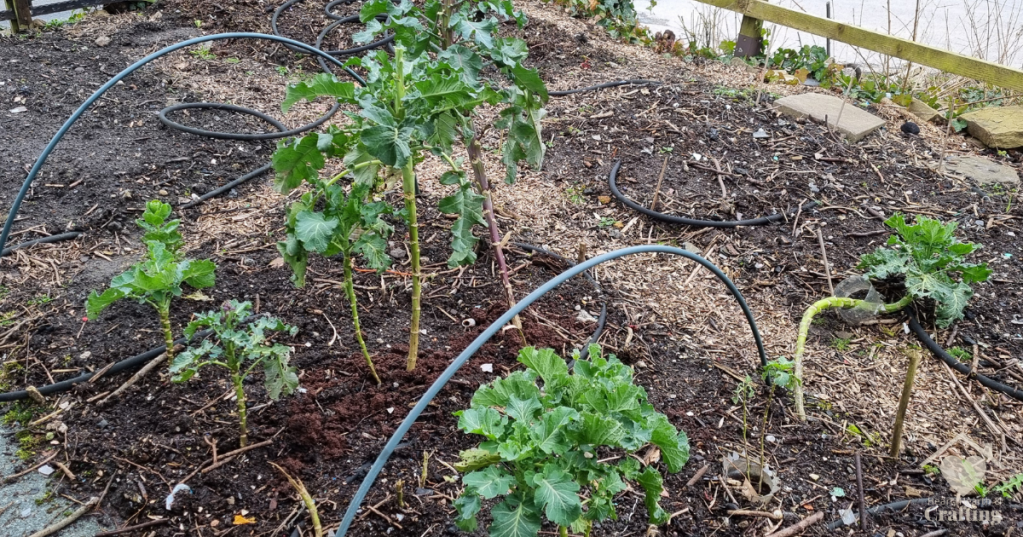 Vegetable Garden Update – March 2024
