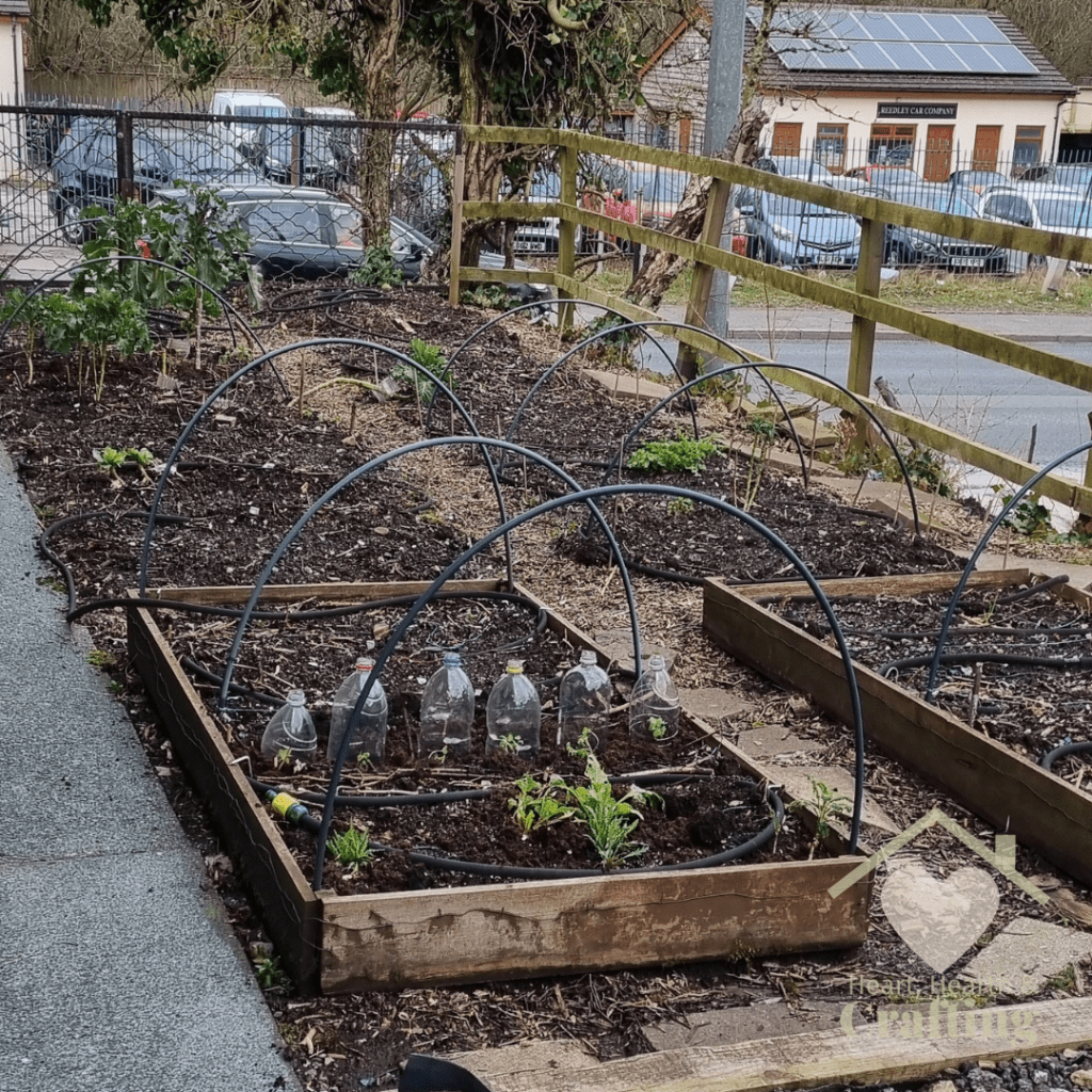 Vegetable Garden Update – March 2024