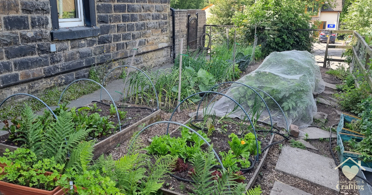 Vegetable Garden Update –June 2026